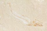 Cretaceous Fossil Shrimp & Fish (Davichthys) - Lebanon #74544-1